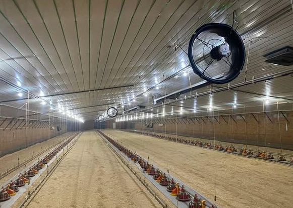 How to Build the Perfect Poultry House for Healthy Chickens