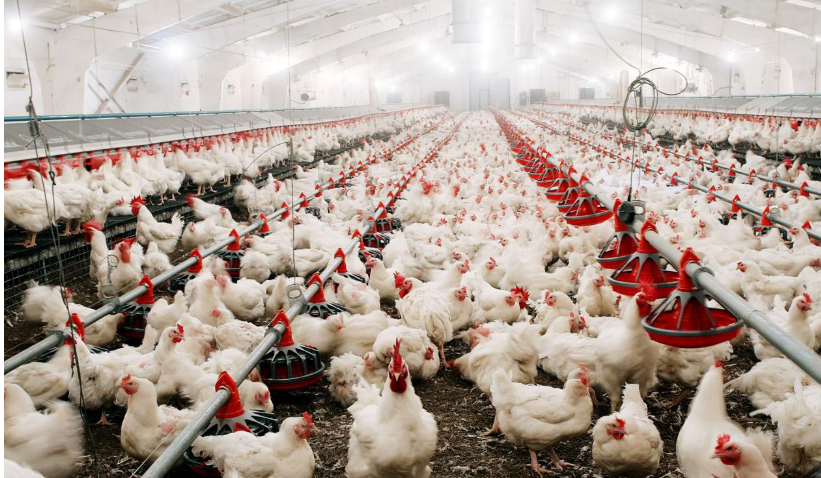 The Ultimate Guide to Poultry Feeding for Maximum Profit