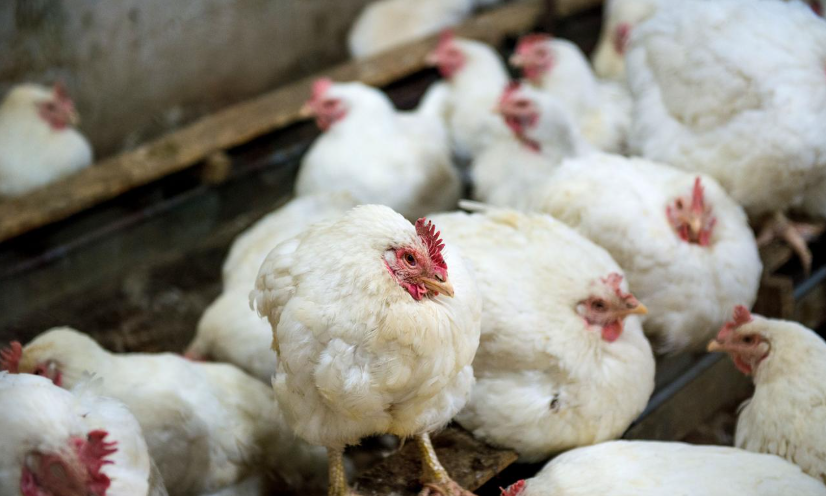 5 Common Mistakes in Poultry Farming (And How to Avoid Them)